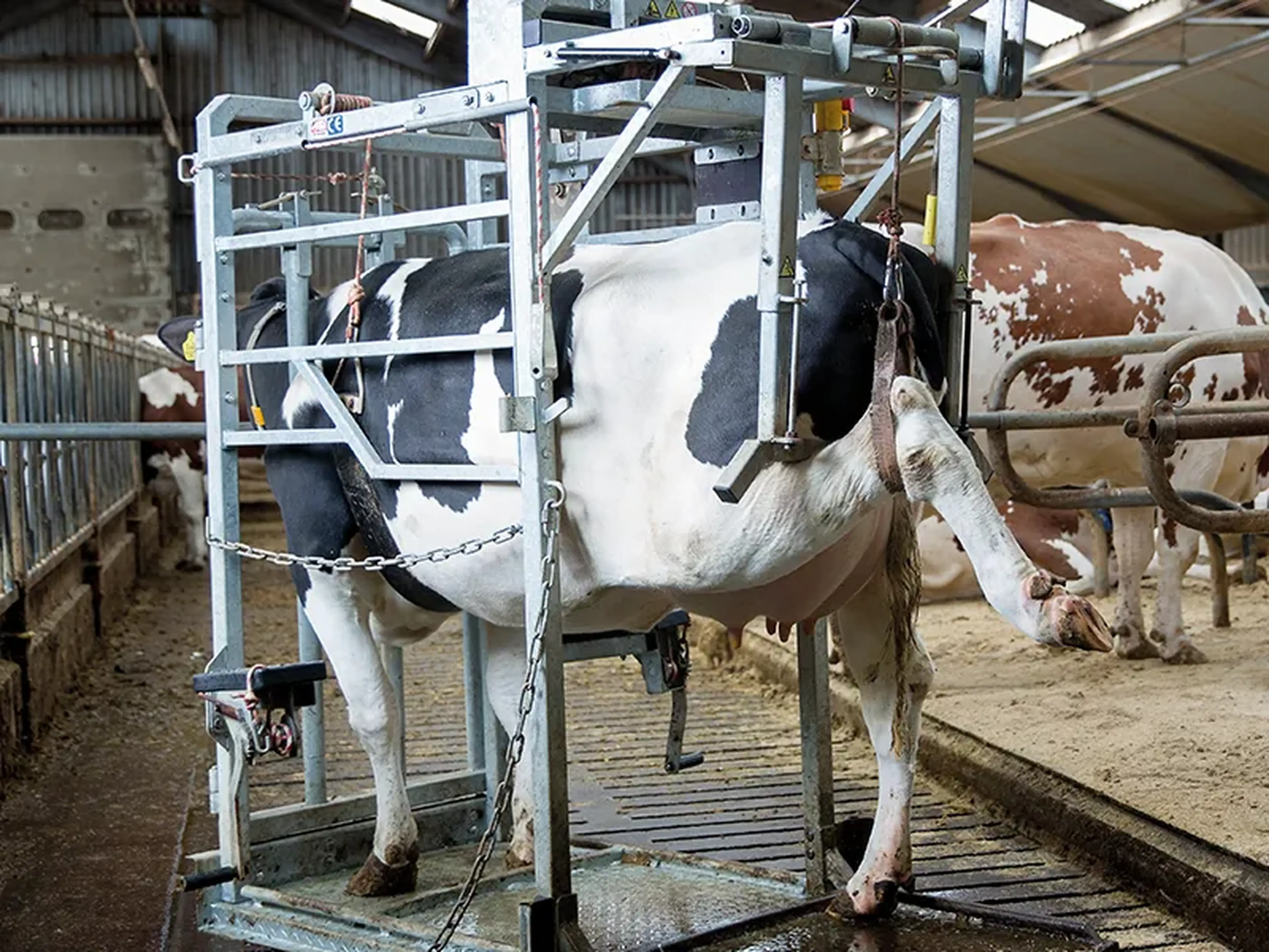 Hooftrimming chute with cow