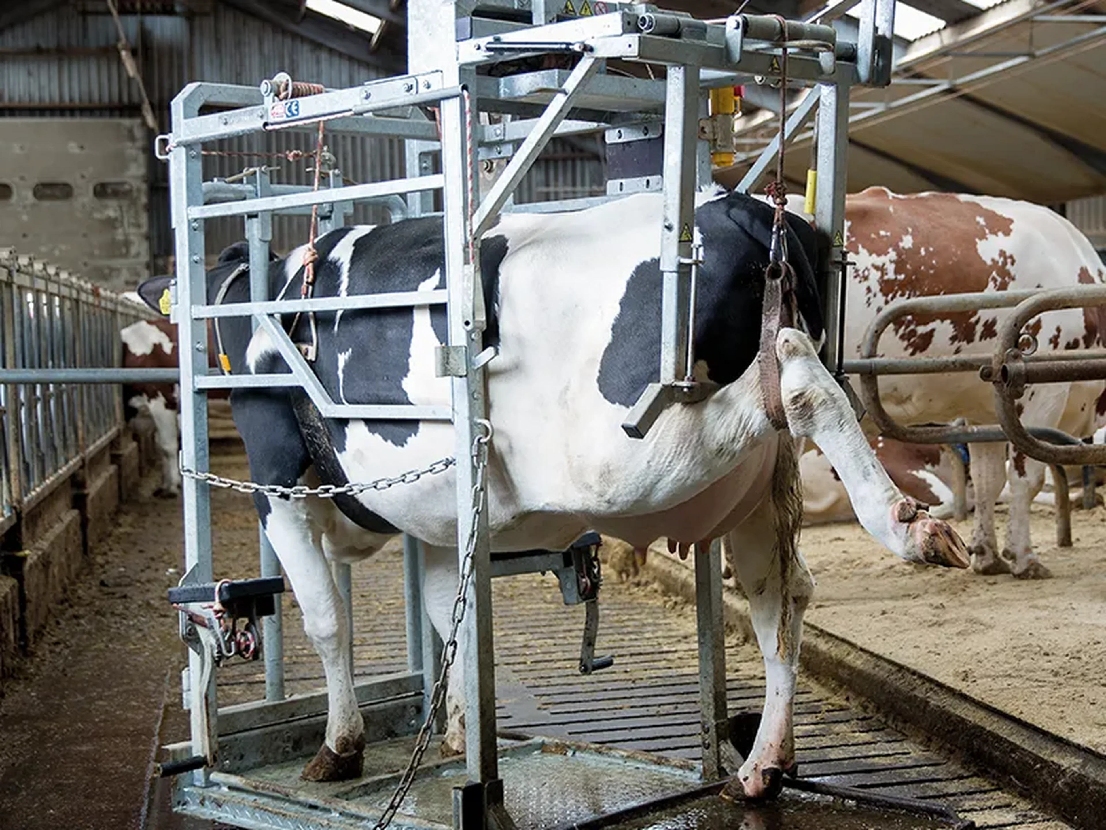 Hooftrimming chute with cow