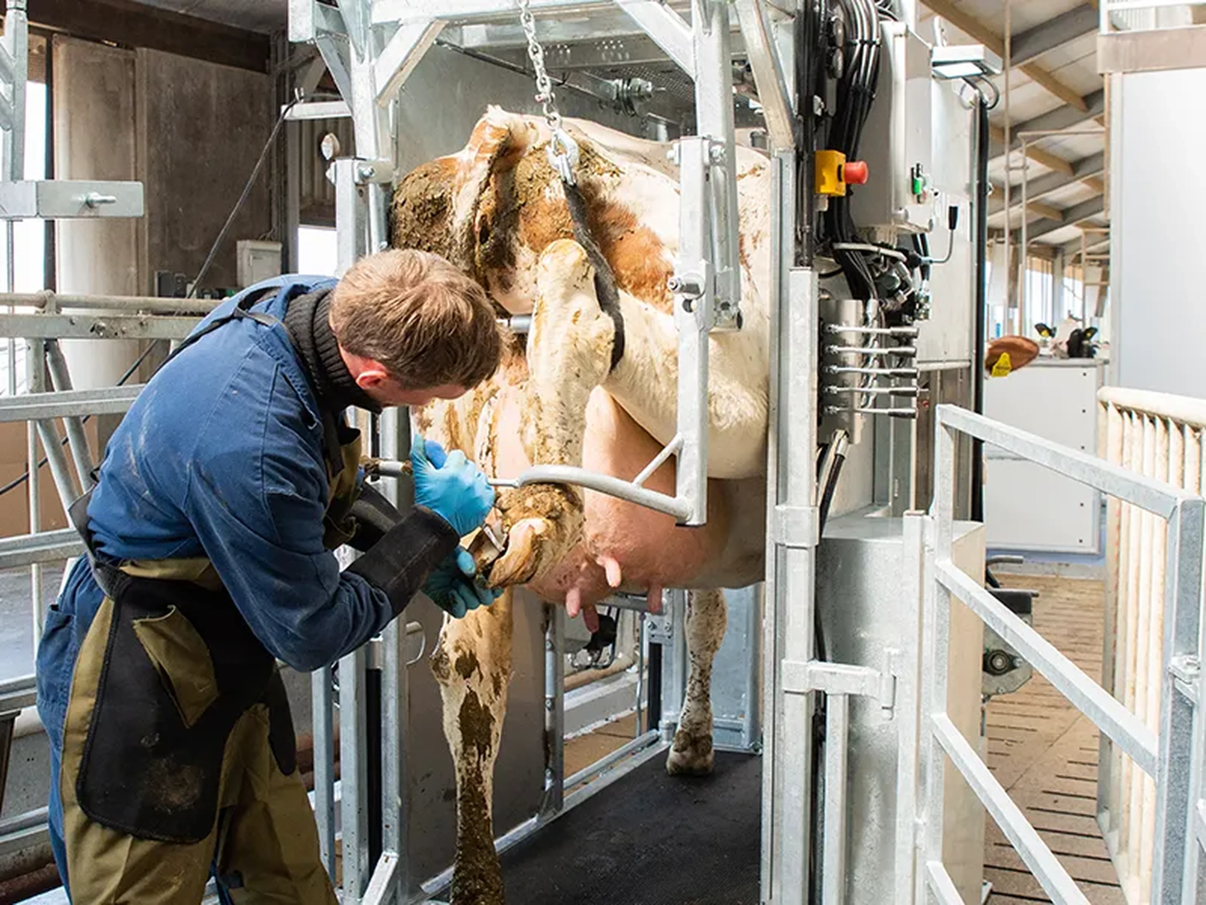 Hooftrimming chute in action
