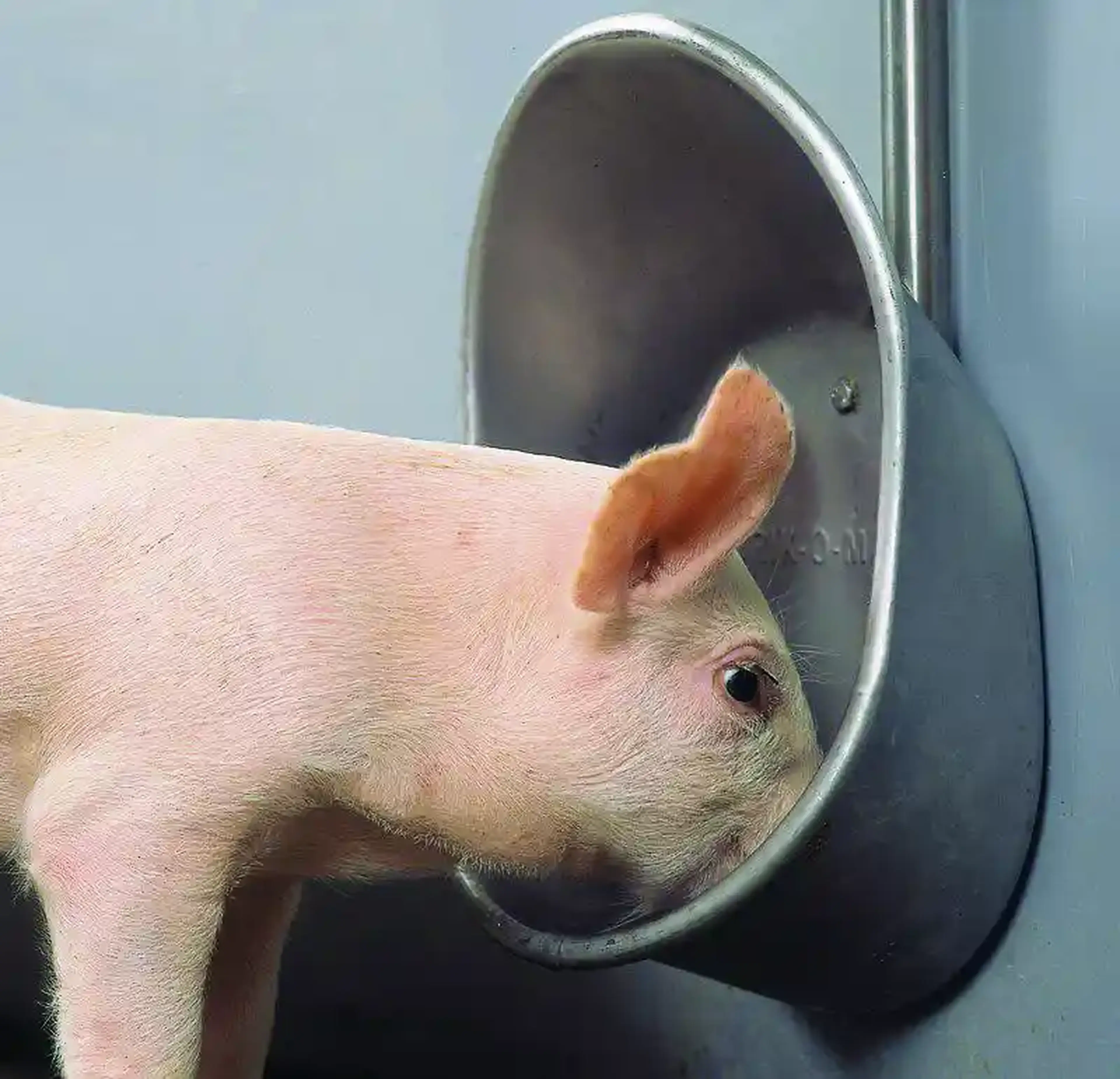 Drinking through pigs suevia