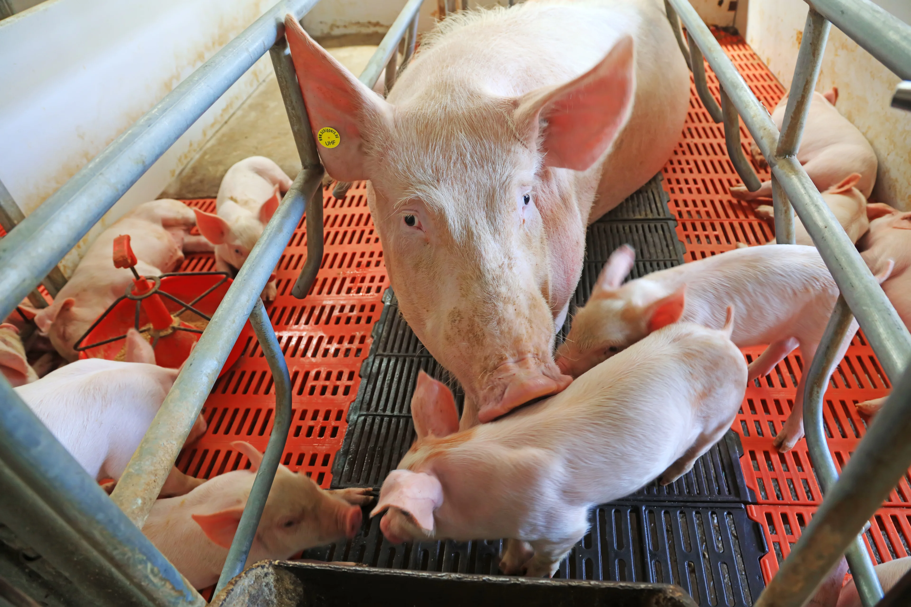 Preparing for farrowing
