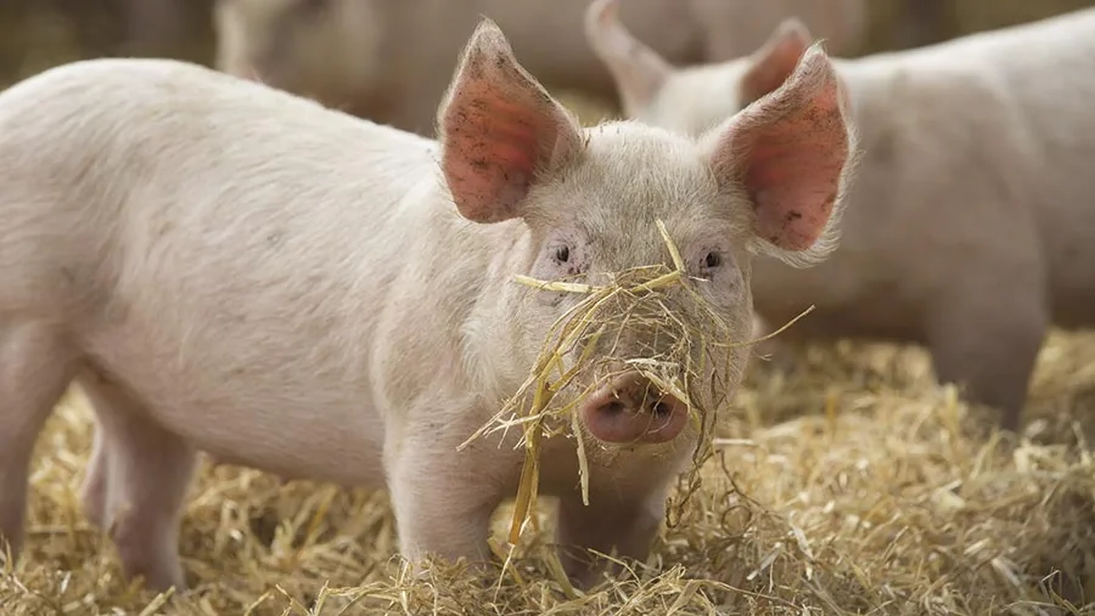 Pig playing with hay