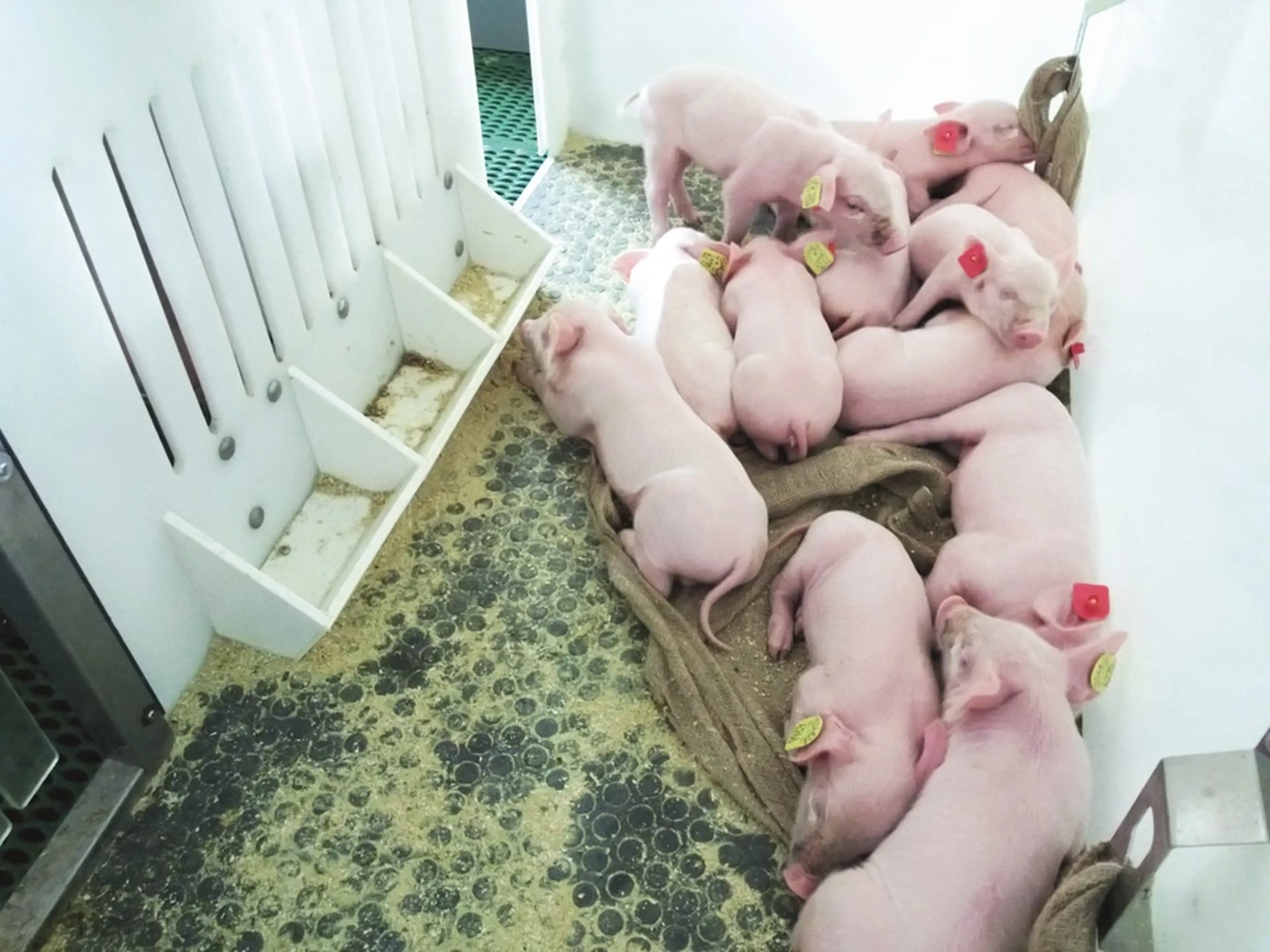 Material de juego para cerdos y lechones, image size:3840x2880