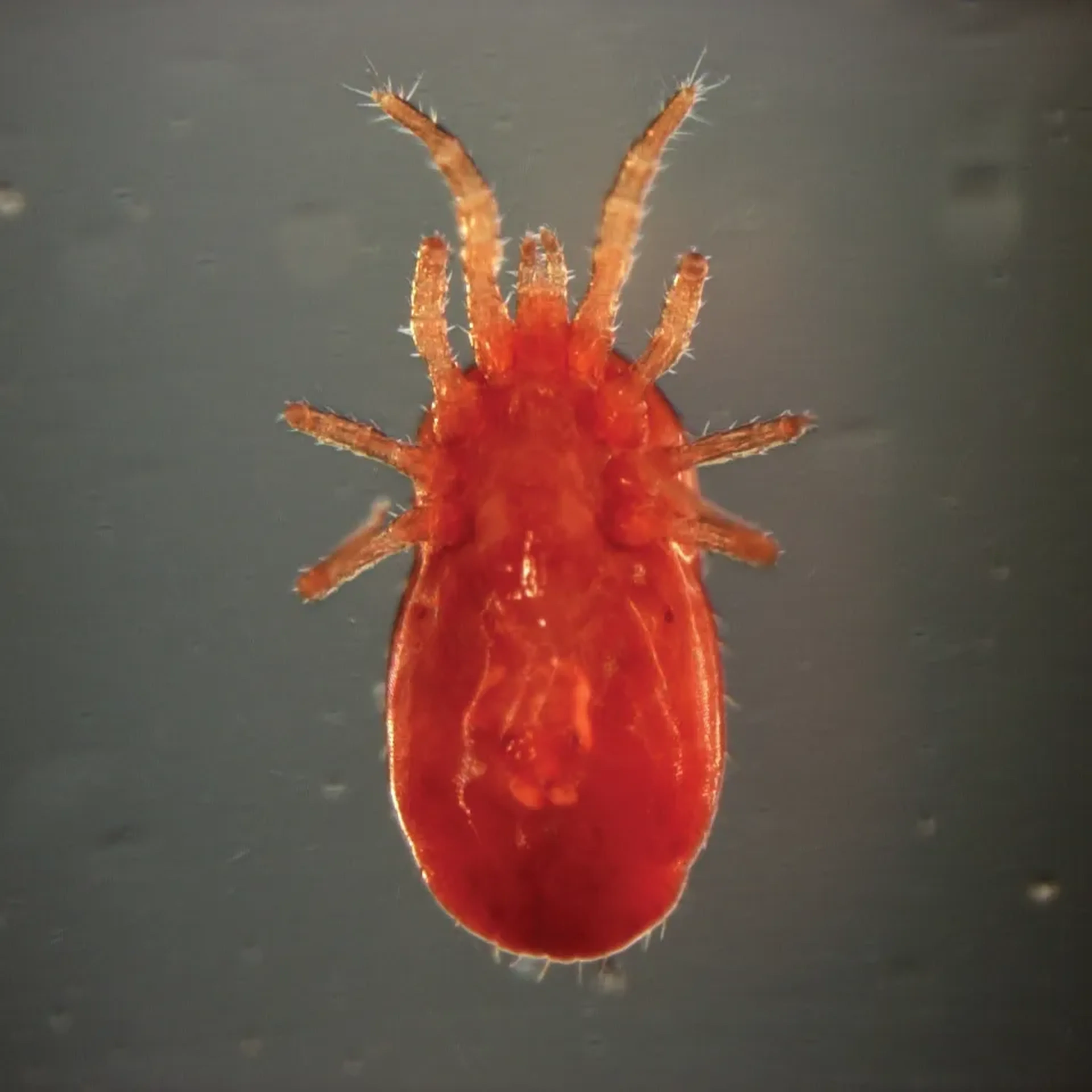 Red mite poultry