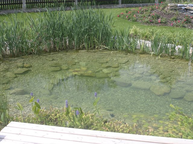 Ein natürlicher Schwimmteich mit klarem Wasser, umgeben von Schilfpflanzen und Steinen. Im Hintergrund befinden sich ein grüner Rasen, blühende Beete und ein niedriger Steinzaun.