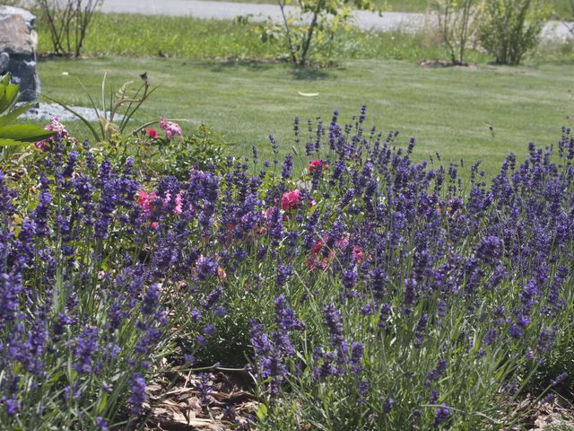 Eine Nahaufnahme von blühendem Lavendel in einem gepflegten Garten, mit violetten und rosa Blüten im Vordergrund und einer grünen Rasenfläche im Hintergrund.