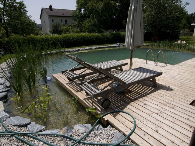 Eine Holzterrasse mit zwei Liegestühlen und einem Sonnenschirm ragt über einen natürlichen Schwimmteich mit grünen Pflanzen und klaren Wasser. Im Hintergrund sind ein gepflegter Garten mit Bäumen, Sträuchern und ein Wohnhaus zu sehen.