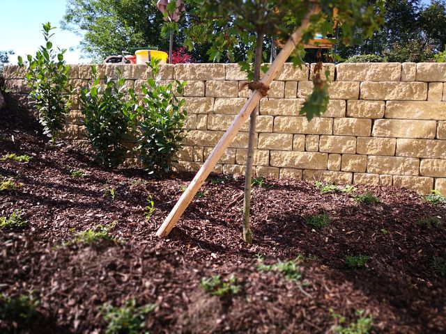 Neugepflanzter Baum, der mit einem Holzpfahl gestützt wird, in einem Gartenbereich mit frischer Mulchschicht. Im Hintergrund steht eine helle Steinmauer, hinter der einige Gartengeräte und bunte Eimer zu sehen sind. Rechts und links neben dem Baum befinden sich kleine grüne Sträucher. Der Garten ist von üppigen Bäumen und Pflanzen umgeben, die eine natürliche und gepflegte Umgebung schaffen.