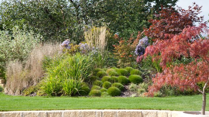 Gepflegter Garten mit Ziergräsern, Ahorn und Rasenfläche