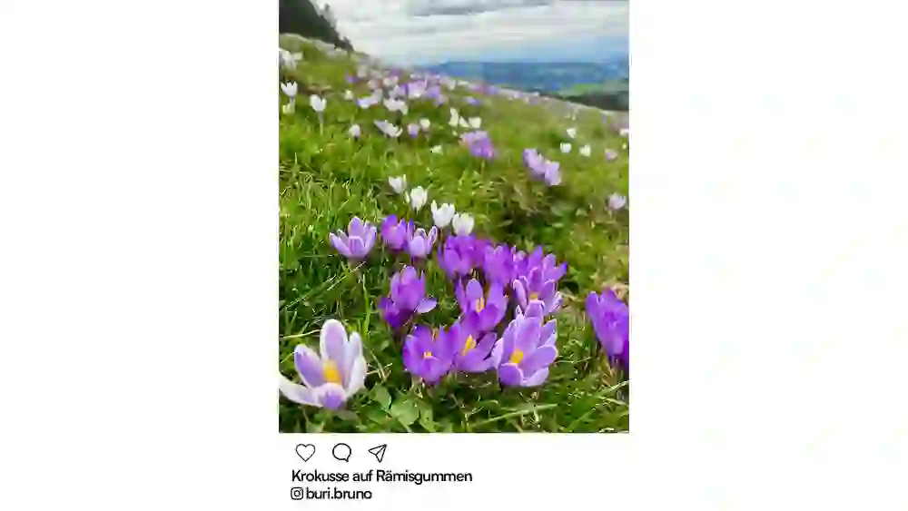 Bern in the springtime - Bern Welcome