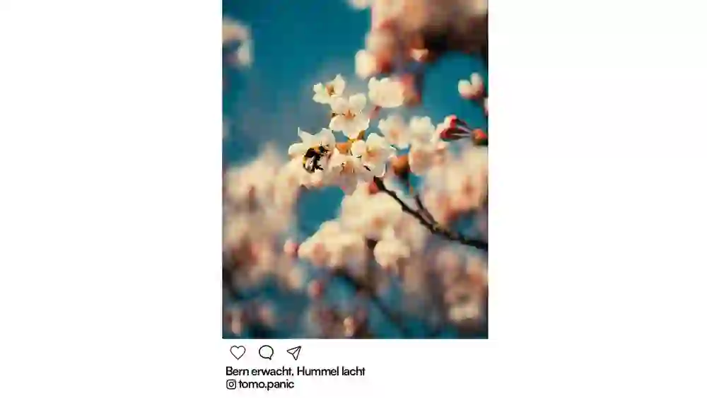 Un bourdon sur des fleurs de cerisier dans la roseraie de Berne