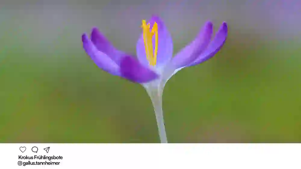 Délicat crocus violet aux étamines jaune vif sur un fond vert doux. Cette macrophotographie est calme, fraîche et pleine d'espoir - un messager silencieux du printemps.