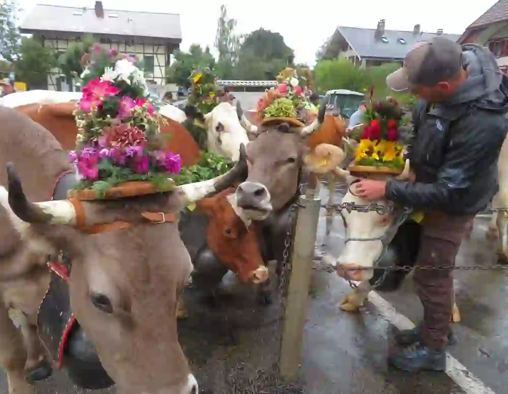 Sur la photo, on peut voir des vaches habillées de fleurs pour la descente de l'alpage.