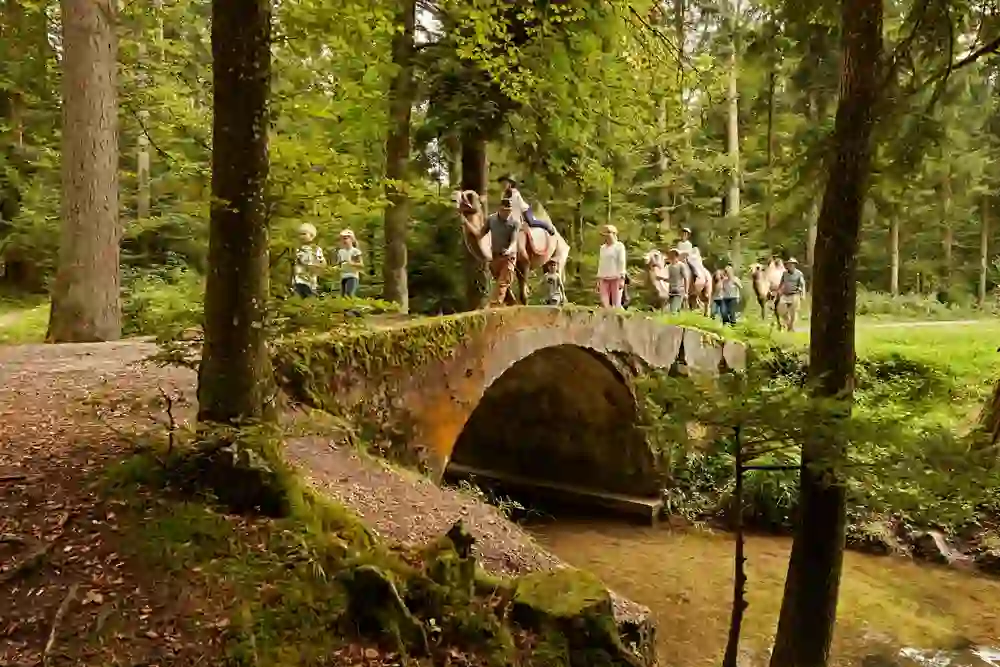 Eine fröhliche Gruppe erlebt auf einem Kameltrekking ein ungewöhnliches Abenteuer im Grünen. Die sanften Riesen führen sie über eine malerische Brücke, umgeben von der beruhigenden Waldlandschaft von Huttwil.
