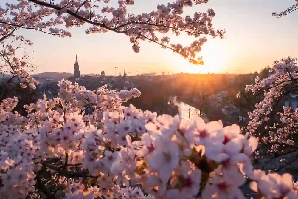 La vue depuis le Rosengarten à Berne pendant le coucher du soleil se caractérise par les couleurs vives du ciel et des fleurs de cerisier. Le soleil couchant baigne la ville et la cathédrale d'une douce lumière, et les fleurs au premier plan brillent d'une lueur chaude qui capture l'atmosphère paisible et romantique du printemps.   2 / 2
