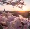 La vista dal roseto di Berna al tramonto è caratterizzata dai colori vibranti del cielo e dei ciliegi in fiore. Il sole della sera inonda la città e la cattedrale di una luce soffusa, mentre i fiori in primo piano brillano di una luce calda che cattura l'atmosfera pacifica e romantica della primavera.   2 / 2