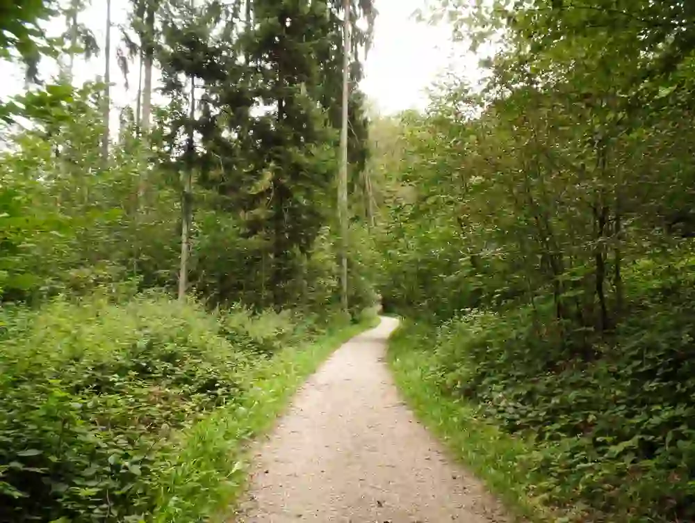 Un tranquillo sentiero forestale si snoda nel verde della valle del Gäbelbach, vicino a Berna. La natura sembra incontaminata, il sentiero è invitante - un rifugio tranquillo lontano dal trambusto della vita quotidiana. Il sentiero promette relax e momenti di pace sotto la chioma di foglie.