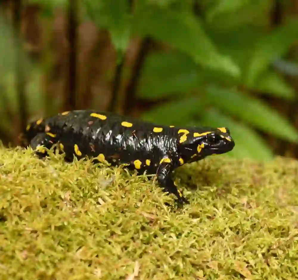 Une salamandre tachetée se repose sur un sol moussu, ses taches jaune vif contrastent avec le vert sombre et humide, une image de la nature silencieuse.