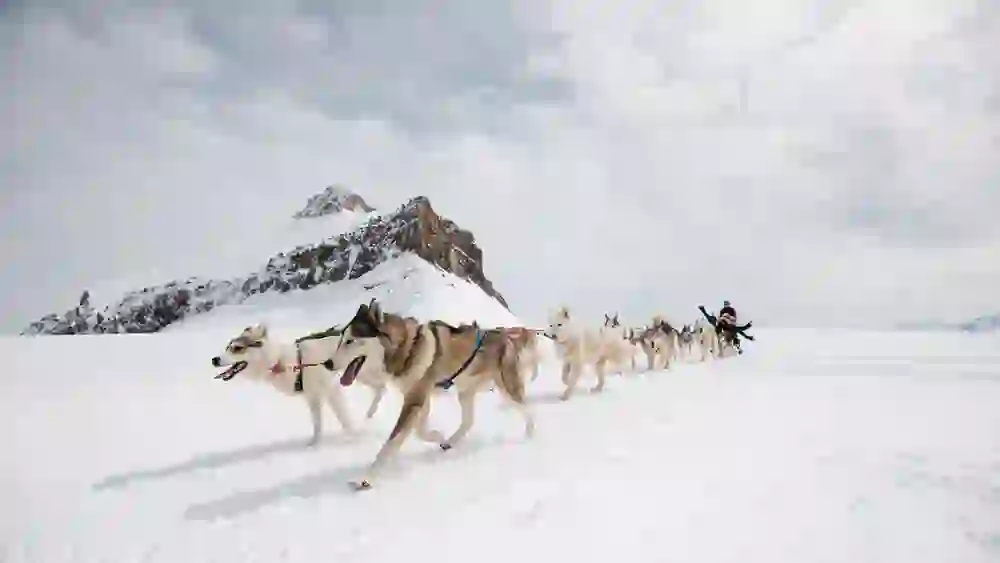 Un traîneau à chiens tire puissamment sur le champ de neige scintillant de Glacier 3000, entouré d'un décor de montagnes à couper le souffle, et donne un sentiment de liberté et d'aventure dans la nature sauvage de l'hiver.
