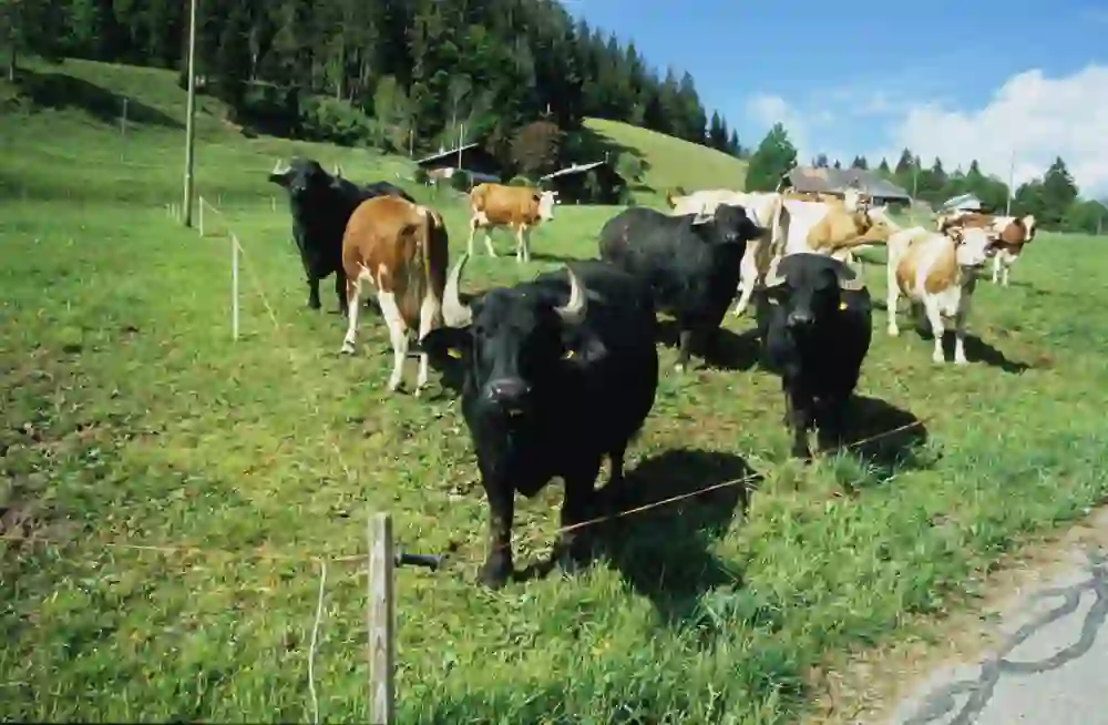 The picture shows buffaloes grazing on a pasture from Eggiwil to Schangnau. The landscape is typical of the Emmental, with green hills and a background of forests and hills that emphasise the tranquillity of the area.