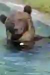 Un orso nel BärenPark di Berna si gode visibilmente l'acqua fresca mentre insegue una mela: un momento di pace e piacere in mezzo alla natura.