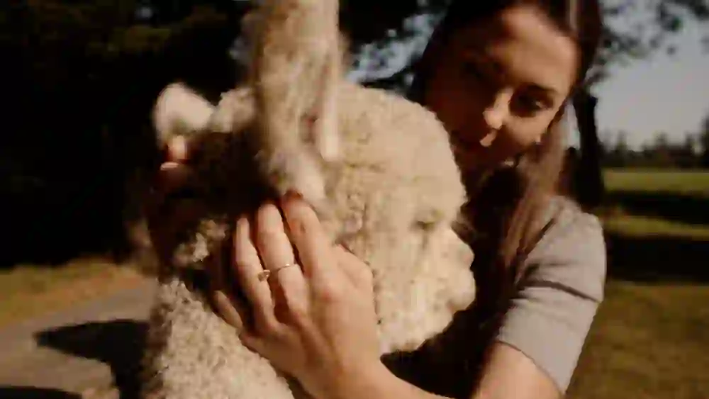 Eine Person hält liebevoll das Gesicht eines Alpakas, die Nähe und Zuneigung spürbar. Sonnenlicht weicht sanft die Szene, die von Geborgenheit und Freude erzählt.