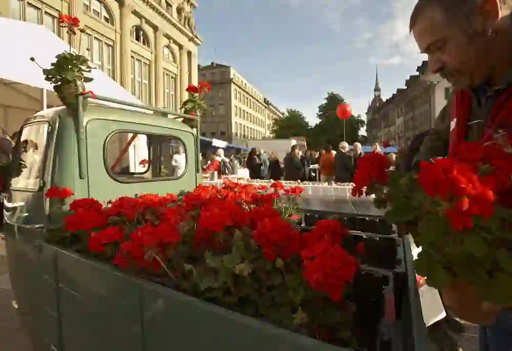 The picture shows a scene at a market in Bern, Switzerland, which specialises in the sale of geraniums. In the foreground you can see an old, green delivery van whose loading area is filled with bright red geraniums. A man on the right is looking after the plants. In the background are market stalls and several people chatting and looking at the goods on display. The atmosphere is lively and friendly, and the sunny weather contributes to the pleasant mood. The surrounding buildings and the church in the background indicate that the market takes place in a historic part of the city.