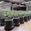 Sur l'image, on voit une salle de culture avec de nombreux pots noirs disposés de manière uniforme, dans lesquels poussent de jeunes plants de cannabis. Des lampes de croissance à LED sont placées au-dessus des plantes. En arrière-plan, on peut voir des bannières avec l'inscription "CANNABAR Bern - Switzerland" et un logo de feuille de cannabis.