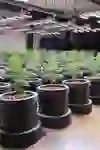 Sur l'image, on voit une salle de culture avec de nombreux pots noirs disposés de manière uniforme, dans lesquels poussent de jeunes plants de cannabis. Des lampes de croissance à LED sont placées au-dessus des plantes. En arrière-plan, on peut voir des bannières avec l'inscription "CANNABAR Bern - Switzerland" et un logo de feuille de cannabis.