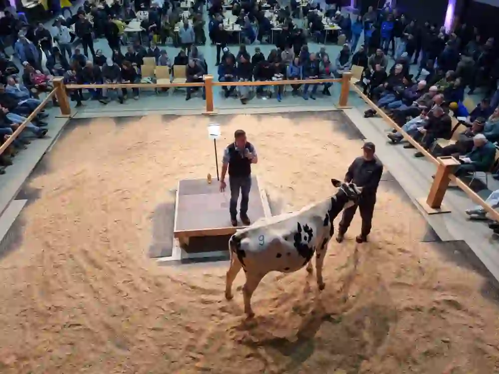The picture shows a cow in the Burgdorf market hall during the cattle auction