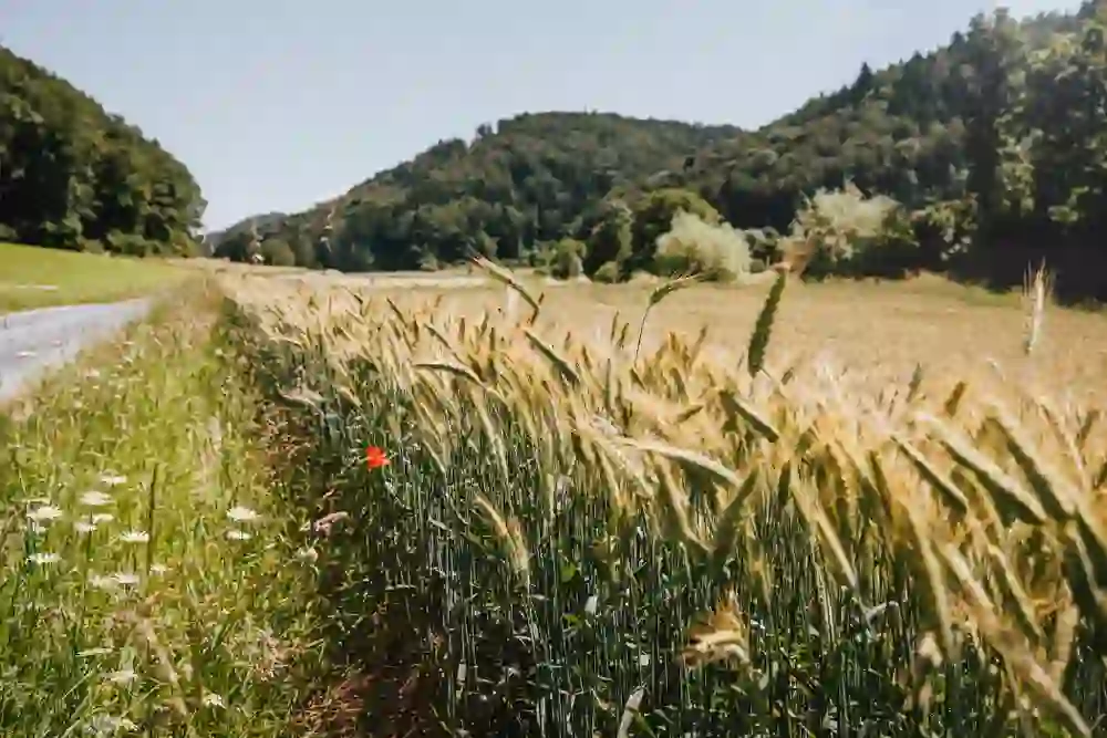 The picture shows a ripe grain field (probably wheat or rye) on a sunny day. Wildflowers grow at the edge, including daisies and a red poppy. On the left is a narrow path, with wooded hills in the background. The scene appears calm and natural.