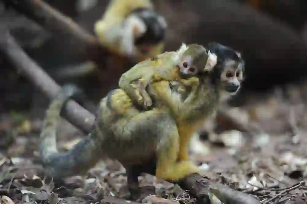A squirrel monkey carries its young on its back, both gazing intently into the distance, a touching moment of maternal protection and curiosity in their natural environment.