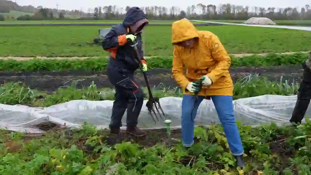 Nell'immagine, due persone in abbigliamento antipioggia colorato stanno lavorando in un campo bagnato. Scavano con determinazione e cura nella terra scura, nonostante il tempo cupo. La scena irradia spirito comunitario e un profondo legame con la natura.