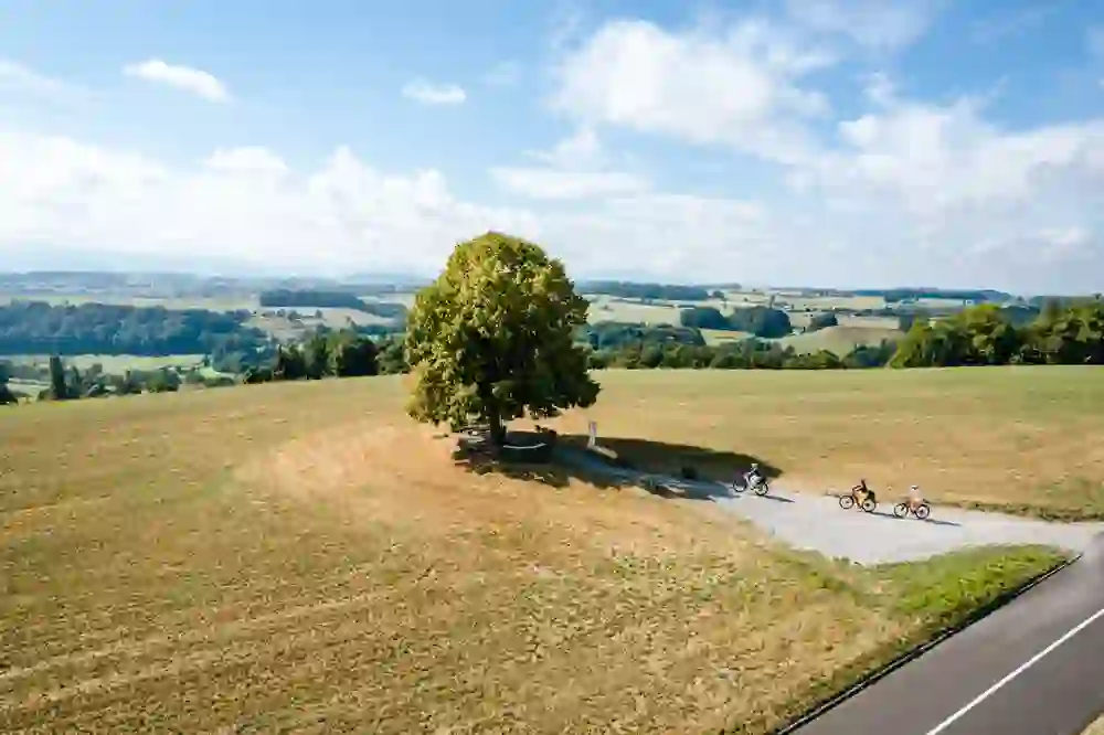 Drei Radfahrer fahren auf der Zeitschlaufe Laupen entlang eines sonnigen Weges, umrahmt von einem markanten Baum und der offenen Landschaft, ein Bild friedvoller Bewegung in der Natur.