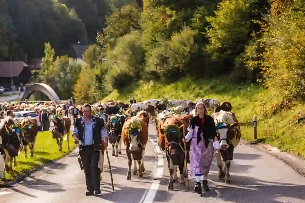 Das Bild zeigt einen traditionellen Alpabzug in einer malerischen ländlichen Gegend. Männer und Frauen führen liebevoll geschmückte Kühe durch eine sonnenbeschienene Straße. Die Atmosphäre ist festlich und friedlich, erfüllt von Stolz und Gemeinschaftssinn.