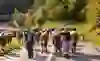The picture shows a traditional cattle drive in a picturesque rural area. Men and women lead lovingly decorated cows through a sunlit street. The atmosphere is festive and peaceful, filled with pride and a sense of community.