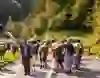 Das Bild zeigt einen traditionellen Alpabzug in einer malerischen ländlichen Gegend. Männer und Frauen führen liebevoll geschmückte Kühe durch eine sonnenbeschienene Straße. Die Atmosphäre ist festlich und friedlich, erfüllt von Stolz und Gemeinschaftssinn.