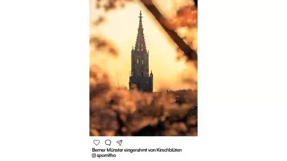 La cathédrale de Berne se dresse dans la chaude lumière du soir, encadrée de douces fleurs de cerisier. La scène est calme, poétique et dorée - un moment printanier plein d'ambiance.