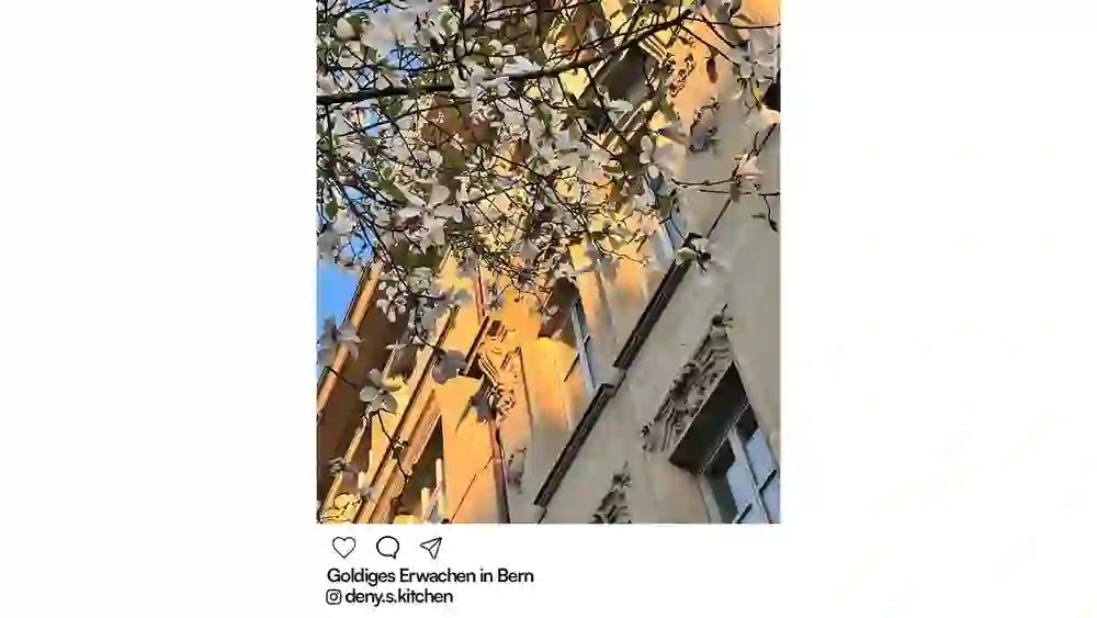 Des branches de magnolia en fleurs devant une façade historique de Berne dans la chaude lumière du soir. La scène semble calme, élégante et printanière - un réveil doré de la ville.
