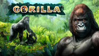 Gorilla Banner