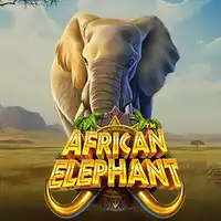African Elephant