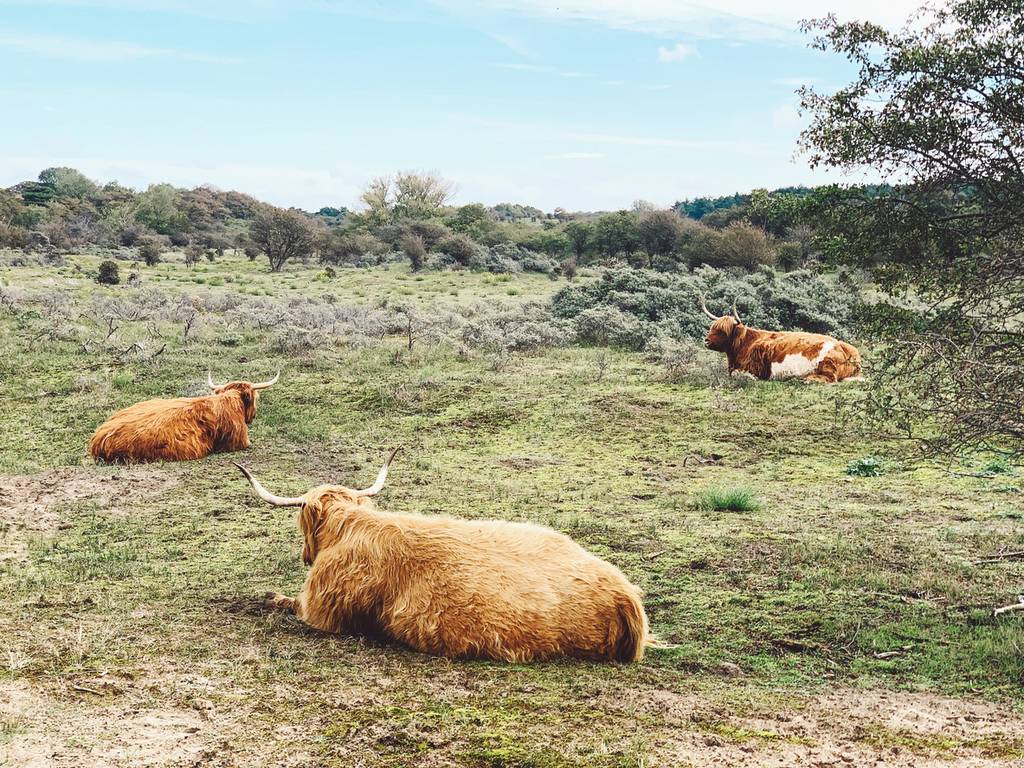 Le parc national de Kennemerland