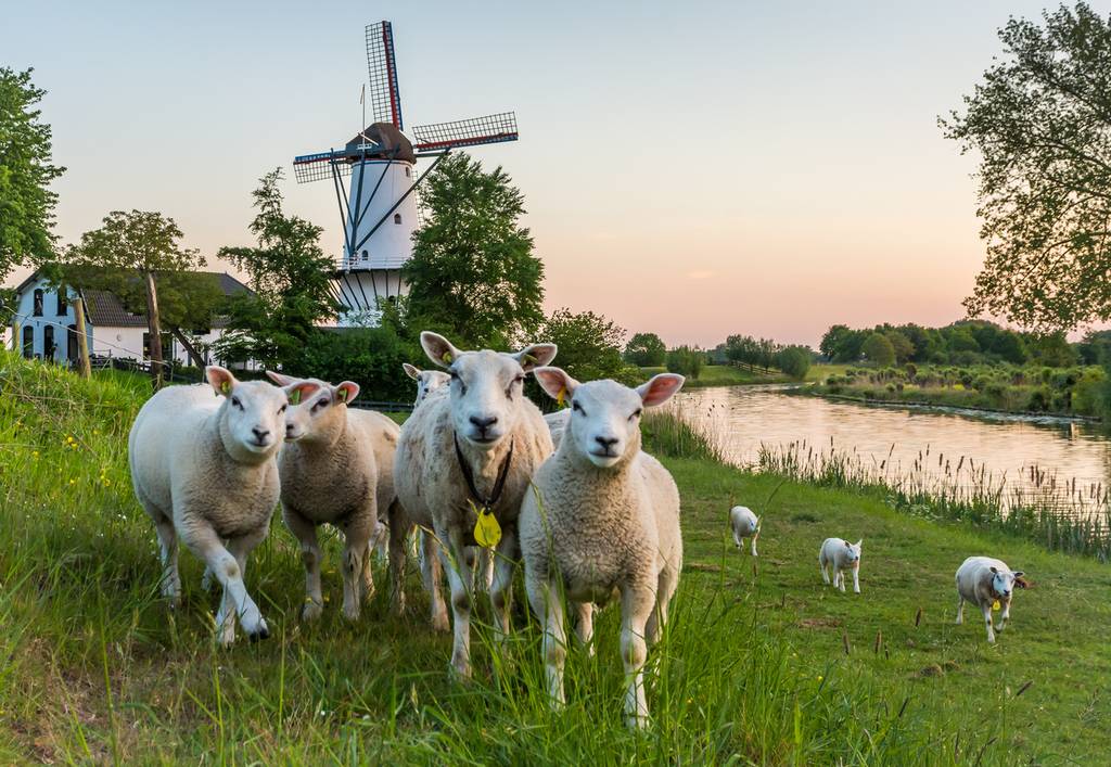 granja con molino en Güeldres
