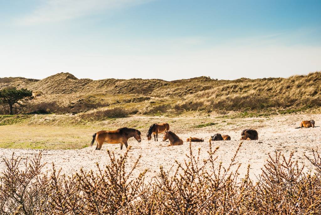 B&B Egmond aan Zee