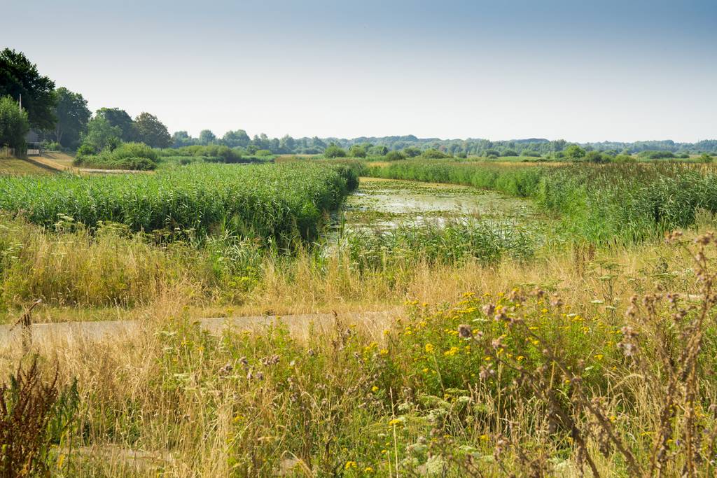 La réserve naturelle Bossche Broek 
