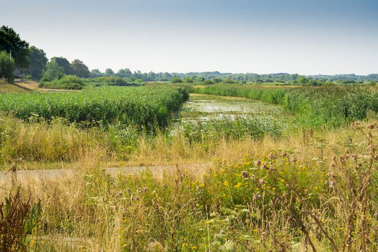 Bossche Broek - Naturschutzgebiet