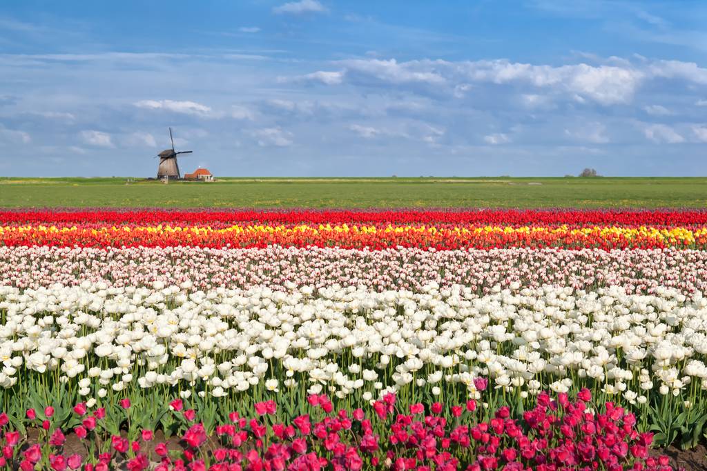 Campi di tulipani nei pressi di Alkmaar