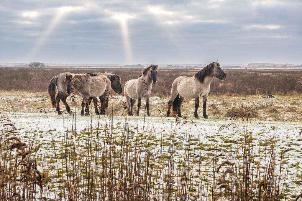Lauwersmeer en Groninga