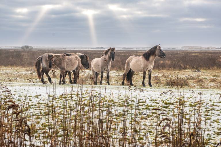 Die Wildnis des Nationalparks