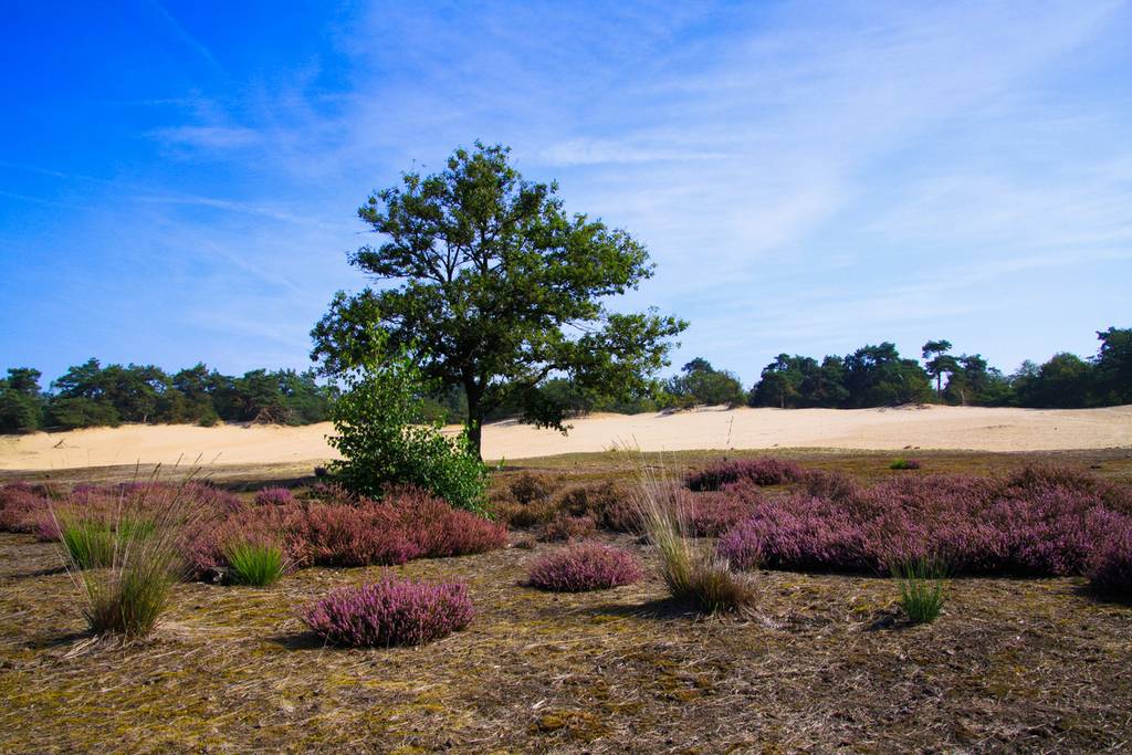 Choose a B&B in Noord Brabant nature